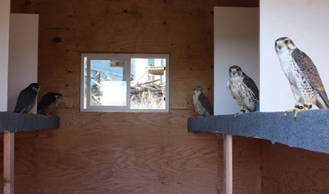 Falcons for Pest Control