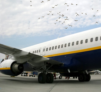 Airport Bird Strike Control