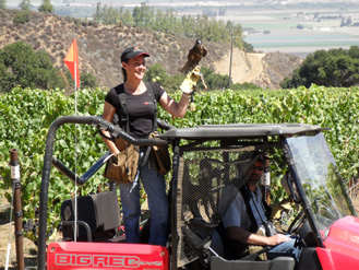 TAP Falcons patrolling crops - damage control