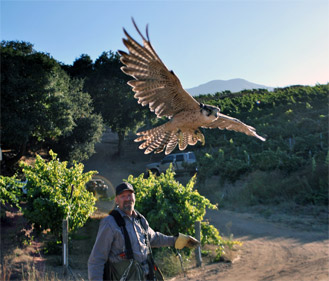 Jim Tigan - Tactical Avian Predators