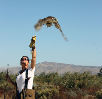 Kathleen Tigan - Tactical Avian Predators