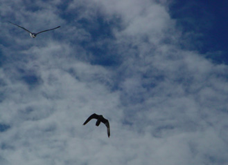 Pigeon Control with Falcons